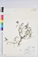 小返魂藏品圖，第1張