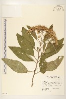 美洲闊苞菊藏品圖，第1張