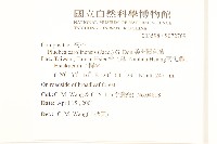 美洲闊苞菊藏品圖，第2張