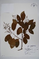 厚殼樹藏品圖，第1張