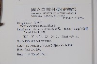 厚殼樹藏品圖，第2張