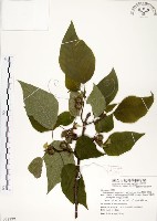 構樹藏品圖，第1張