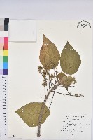 血桐藏品圖，第1張