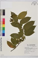 桶鉤藤藏品圖，第1張