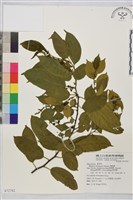 桶鉤藤藏品圖，第1張