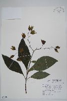 假酸漿藏品圖，第1張