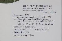 假酸漿藏品圖，第2張