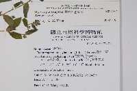 盾果草藏品圖，第2張