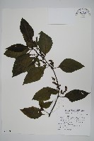 多子漿果莧藏品圖，第1張