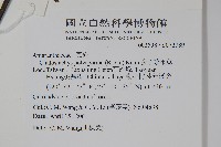 多子漿果莧藏品圖，第2張