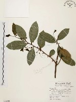 盤龍木、牛筋藤藏品圖，第1張