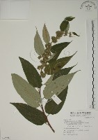 山黃麻藏品圖，第1張