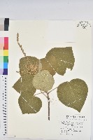 野桐藏品圖，第1張