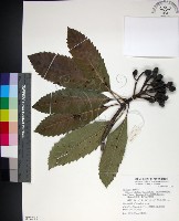 山枇杷、臺灣枇杷藏品圖，第1張