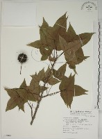 楓香、楓樹藏品圖，第1張