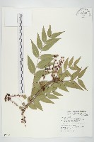 臺灣馬桑藏品圖，第1張