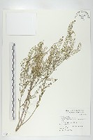 獨行菜藏品圖，第1張