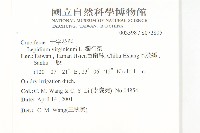 獨行菜藏品圖，第2張