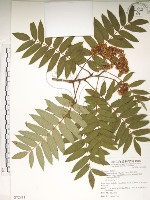 巒大花楸藏品圖，第1張