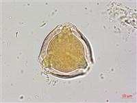 烏皮九芎、奮起湖野茉莉藏品圖，第2張