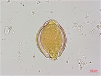 烏皮九芎、奮起湖野茉莉藏品圖，第3張