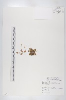 裂緣花藏品圖，第1張