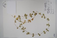 風不動藏品圖，第1張