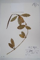 毬蘭藏品圖，第1張