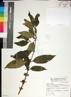 薄葉玉心花藏品圖，第1張