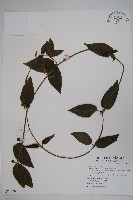 絨毛芙蓉蘭藏品圖，第1張