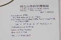 絨毛芙蓉蘭藏品圖，第2張