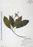 山香圓藏品圖，第1張