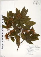 台灣梭羅樹藏品圖，第1張