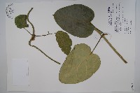 臺灣牛嬭菜藏品圖，第1張