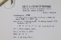 臺灣牛嬭菜藏品圖，第2張