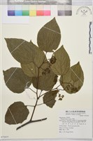 枳椇藏品圖，第1張