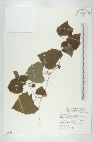 黑果馬交兒藏品圖，第1張