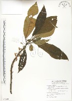 水冬瓜藏品圖，第1張