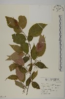 佩羅特木藏品圖，第1張