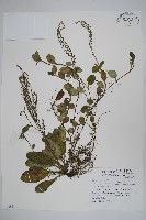 臺灣附地草藏品圖，第1張