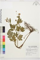 水辣菜、禺毛茛藏品圖，第1張