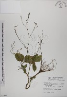 鴨兒芹藏品圖，第1張