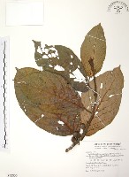 豬母乳、水同木藏品圖，第1張