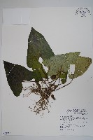 薄葉細辛、尾花細辛藏品圖，第1張