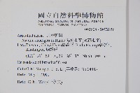 薄葉細辛、尾花細辛藏品圖，第2張