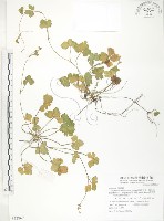 登錄號:S072862藏品圖，第1張