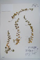 普刺特草藏品圖，第1張