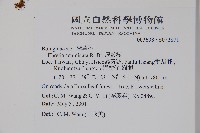 厚殼樹藏品圖，第2張