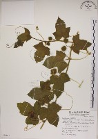 毛西番蓮藏品圖，第1張