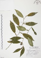 柚葉藤藏品圖，第1張